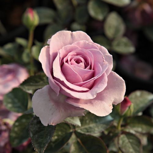 Rosa Terra Limburgia™ - roz - violet - Trandafir copac cu trunchi înalt - cu flori în buchet - coroană tufiș